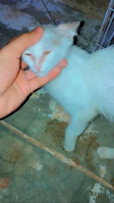 Best white cat