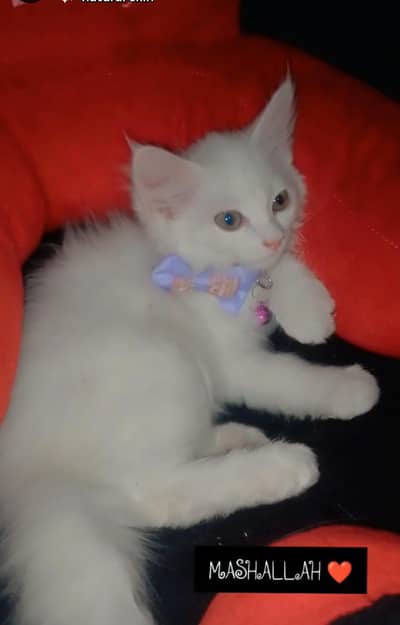 Cat for Sale