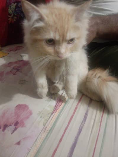 Persian  bila