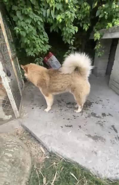 show quality husky female