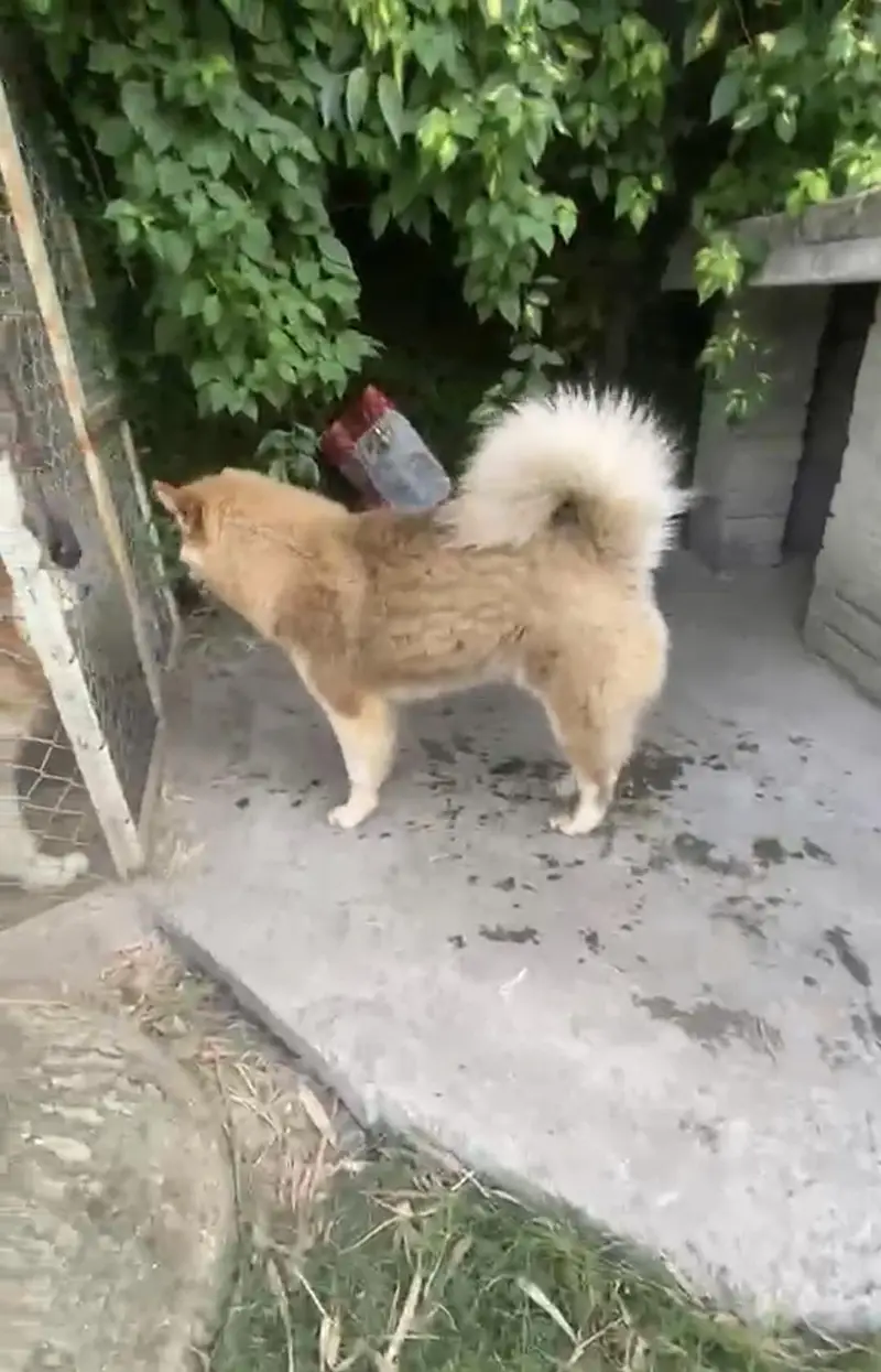 show quality husky female