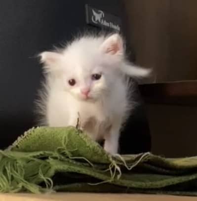 Persian Kitten