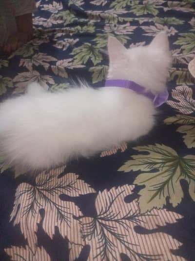 Persian cat