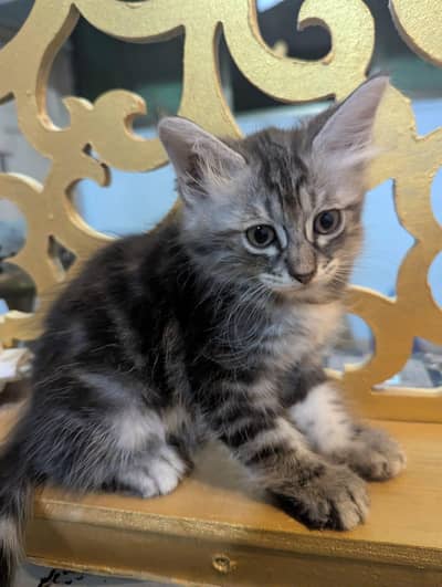 Persian Kitten