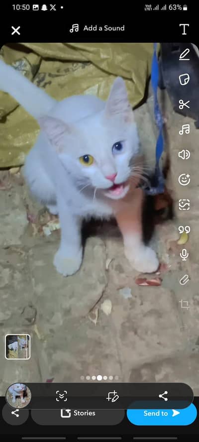 double eyes cat most beautiful ful