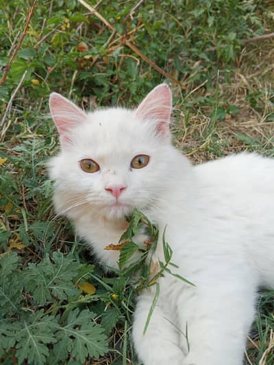 Persian cat for sale