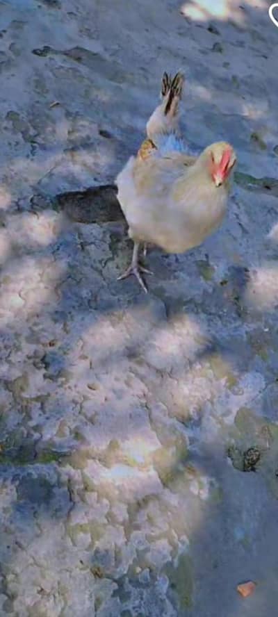 kuruk murghi golden for sale