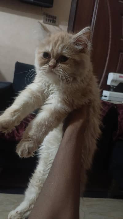 Kitten for sale