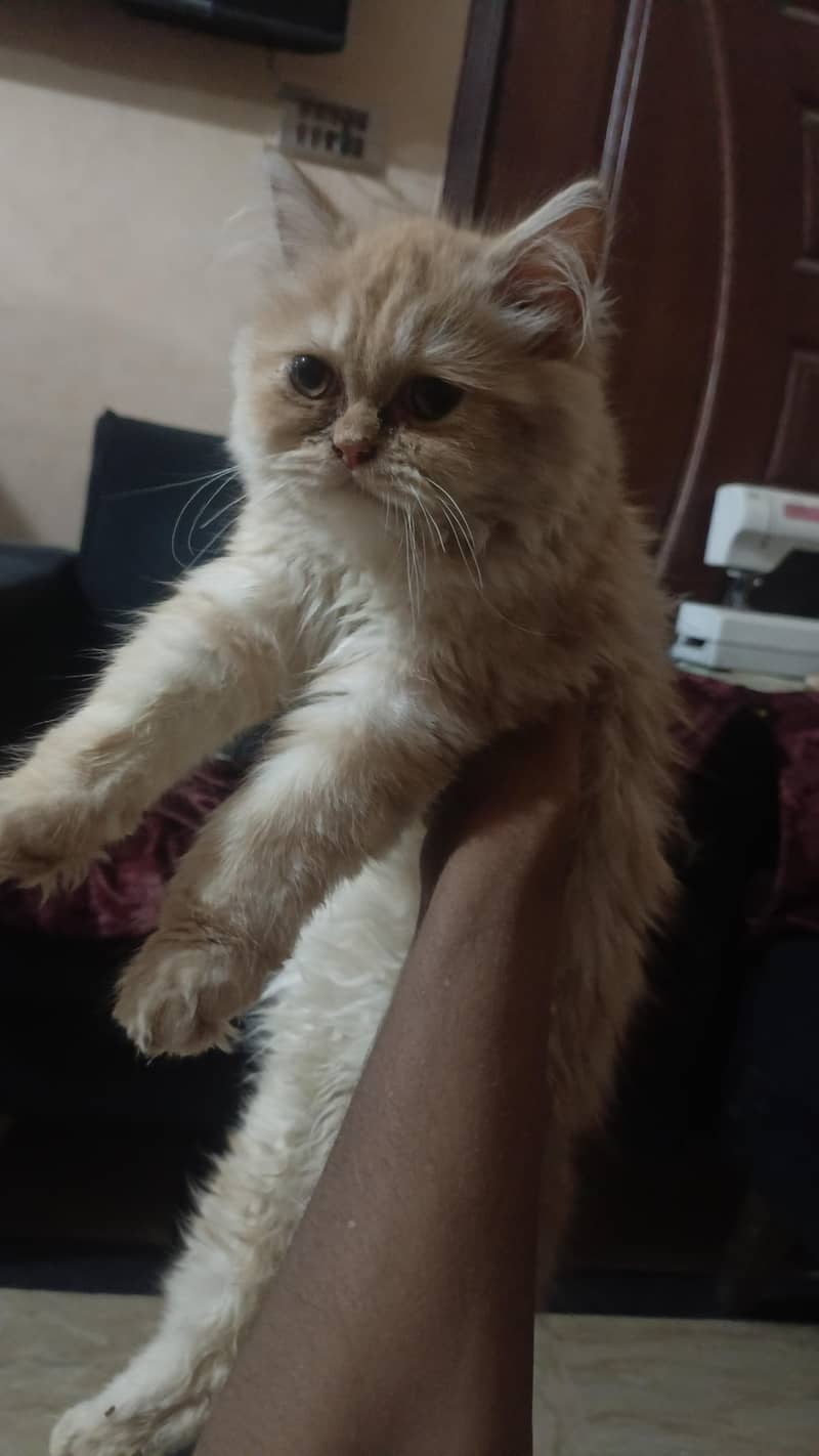 persian 0
