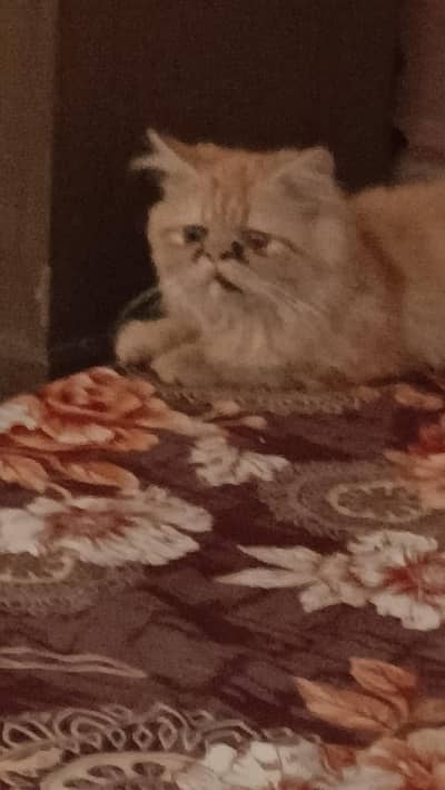 persian
