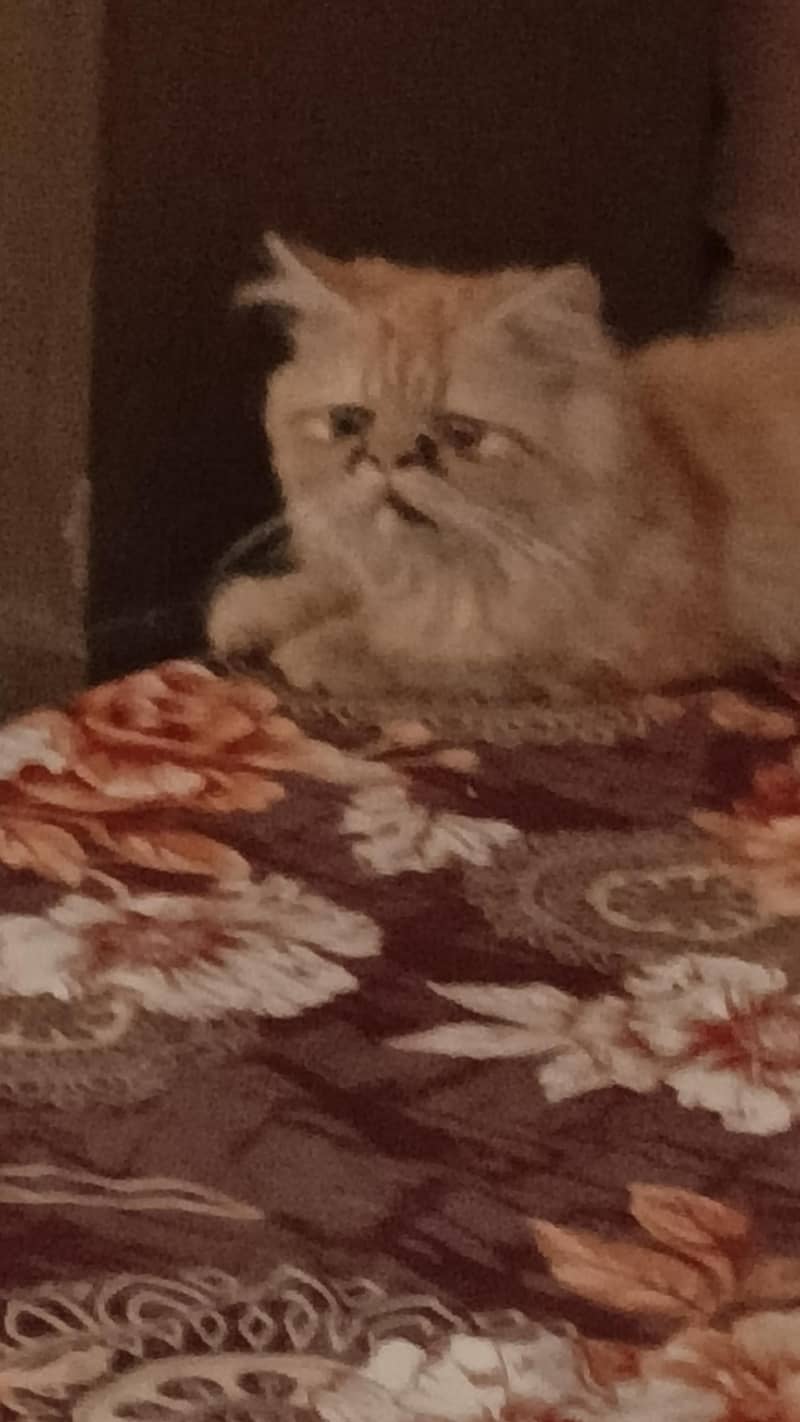 persian 1