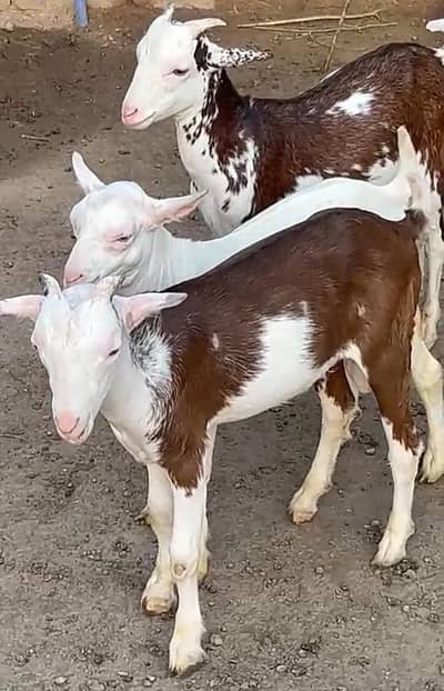 Goat For Sale