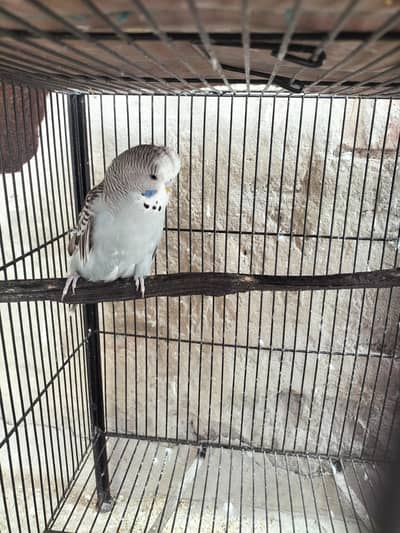 Budgies Exhibition/ Australian Male