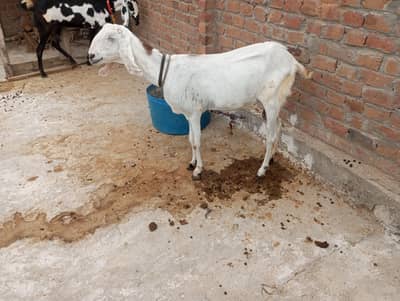 gaban aur dhoodh wali bakriya