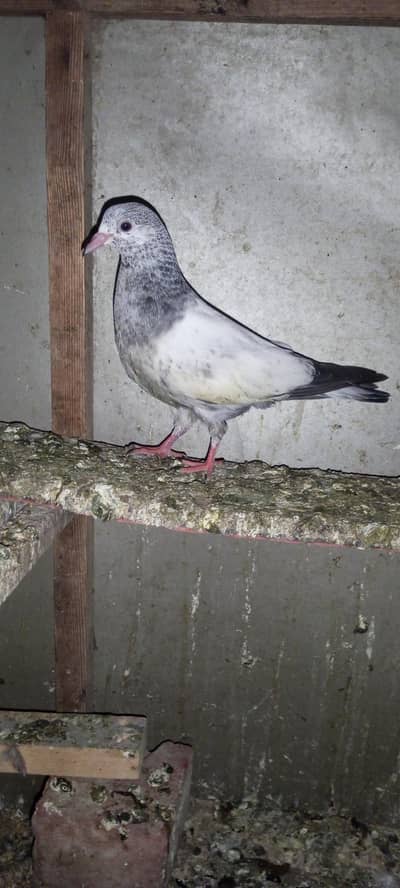 golden baby pigeon high quality
