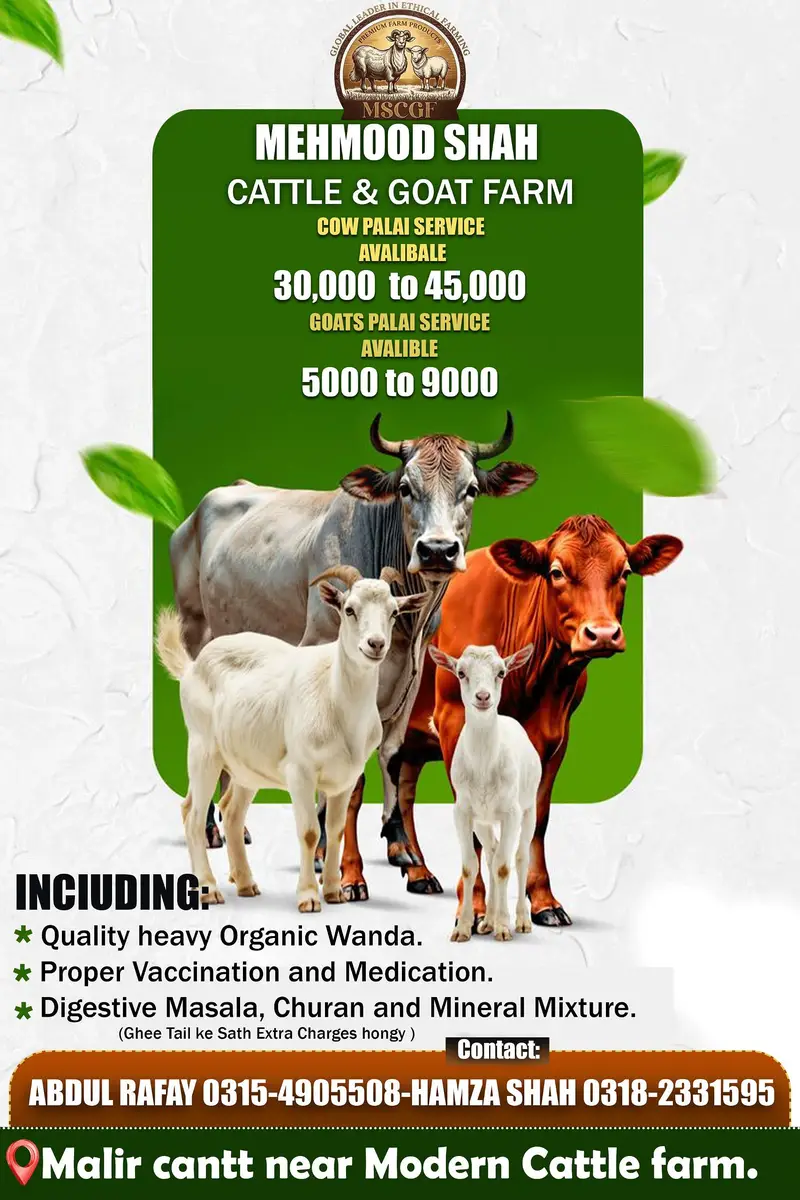 Palai Service Available