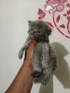 Persian kitten/ Tripple coated persian kitten/  persian Grey kitten/pu