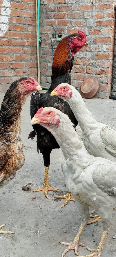 3pc Aseel O Shamo white, brown colour Breed