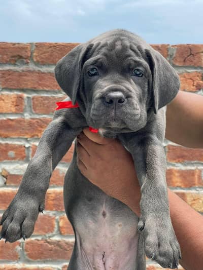 Can corso female puppy|for sale