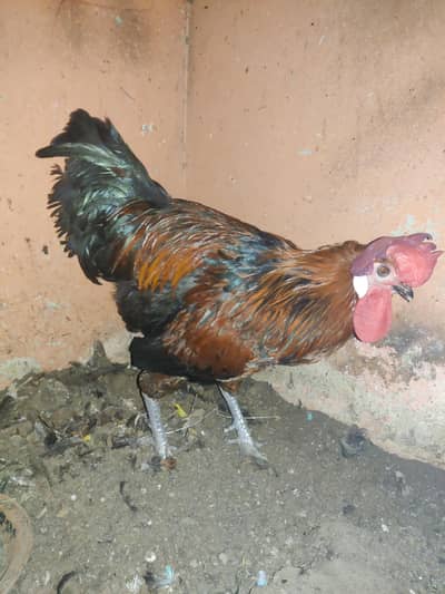 MISRI MURGAH FOR SALE