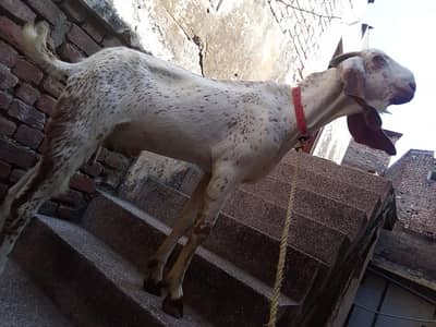 Urgently Selling 2 makhi cheeni madian
