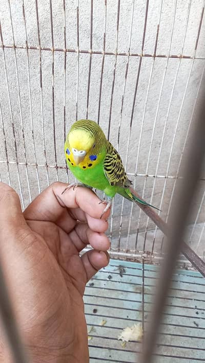 budgie