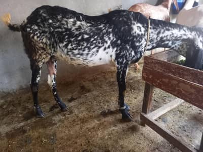 Bakri aur Tel Makkhi chini