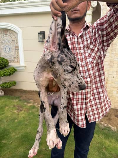 great Dane Puppy for sell Karachi