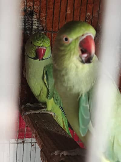 green ringneck breeder pair