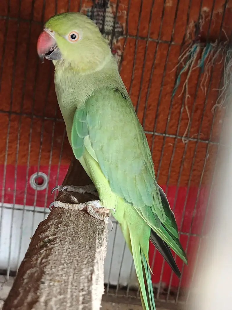 green ringneck breeder pair — photo 2