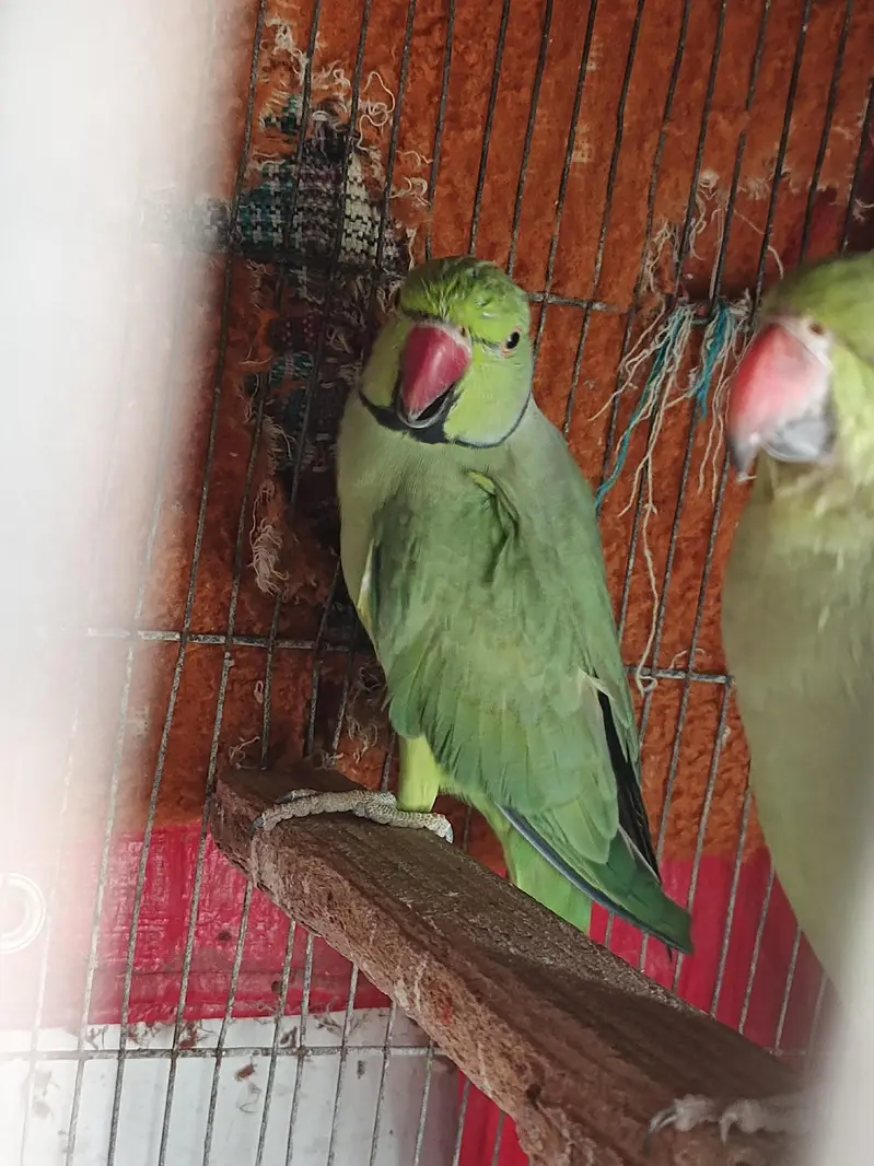green ringneck breeder pair — photo 3
