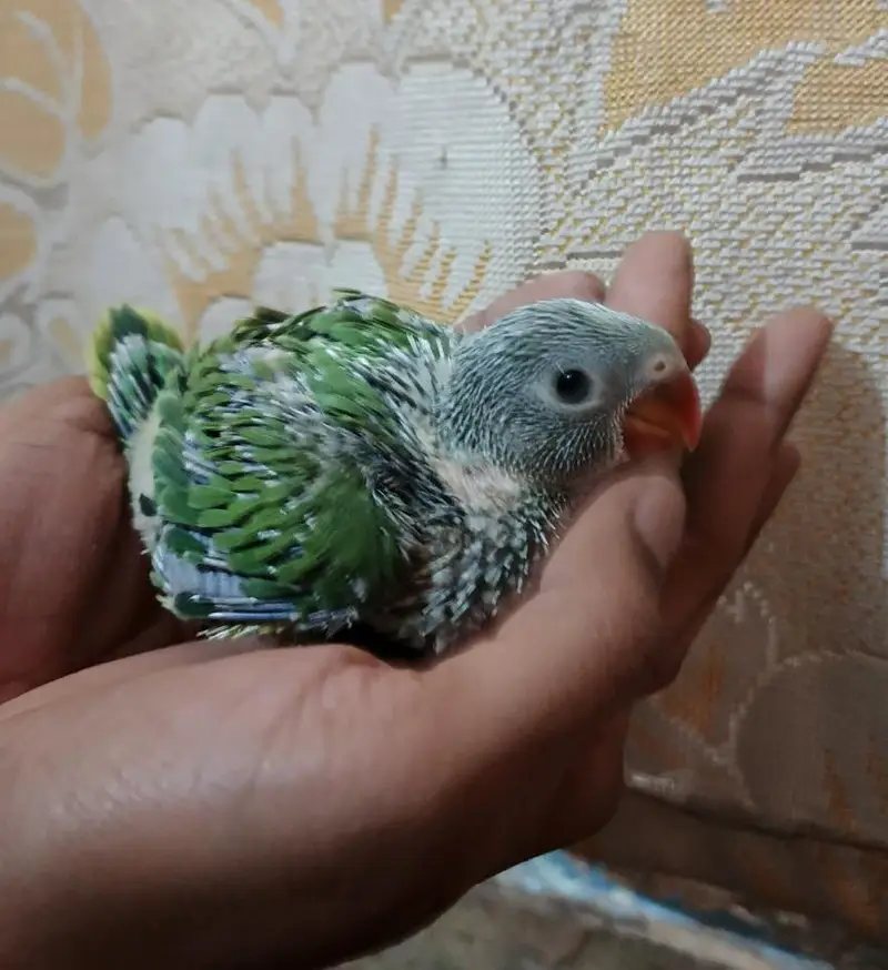 green ringneck breeder pair — photo 4