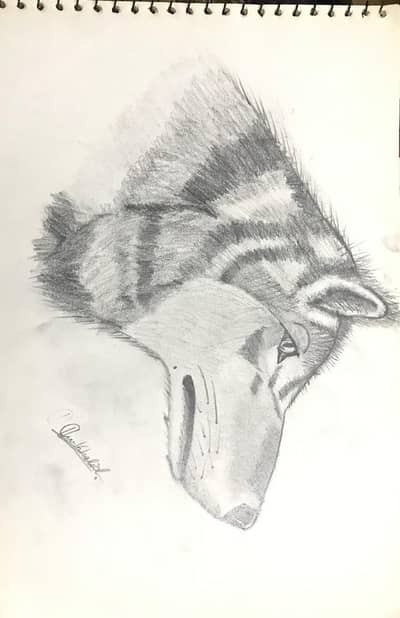 alpha wolf