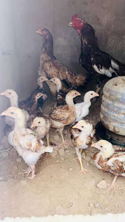 aseel chuzay 4000 aur chotay 3500