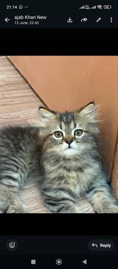 sale of 2 pair of cats