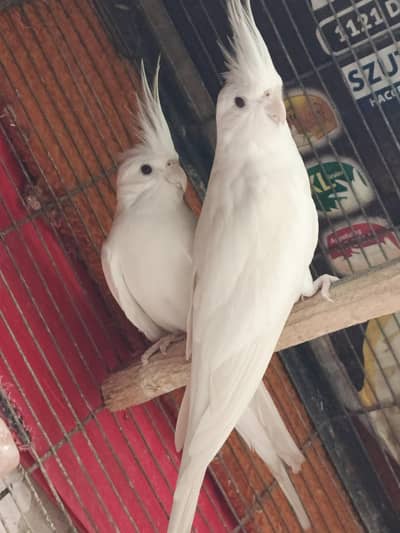 eno red eye cockatiel pair