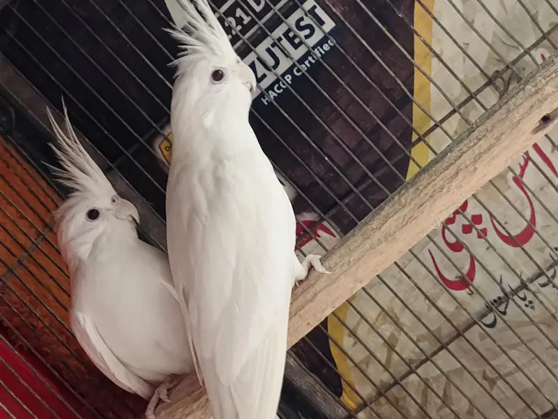 eno red eye cockatiel pair — photo 2