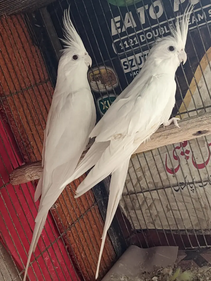 eno red eye cockatiel pair — photo 3