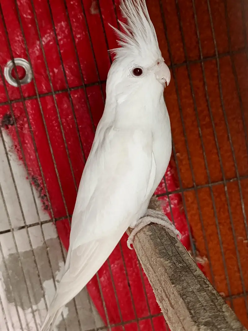 eno red eye cockatiel pair — photo 4