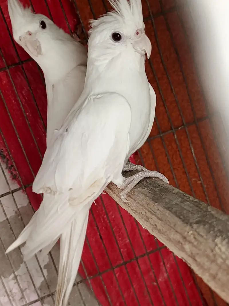 eno red eye cockatiel pair — photo 5