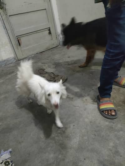 rushion breeder female
