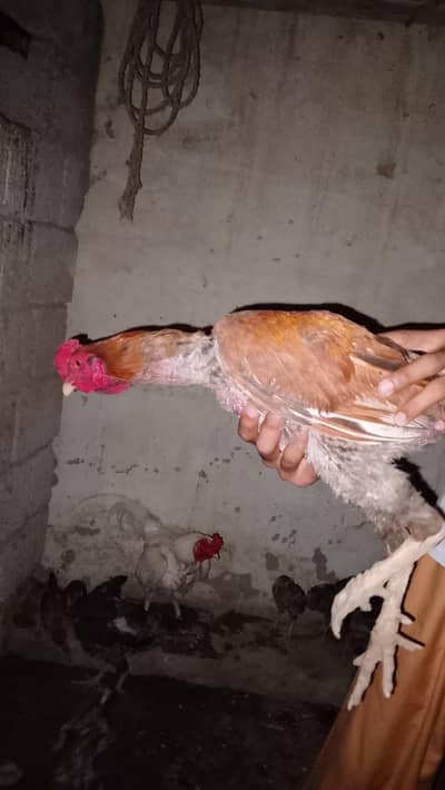 pashawari aseal murga