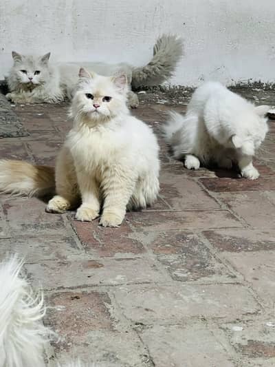 Any cat available for sale male de sale
