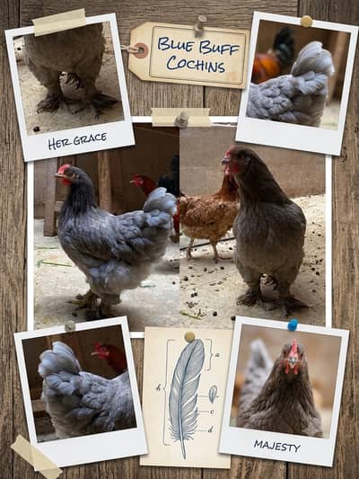 Selling 2 Egg laying Blue Buff Cochins