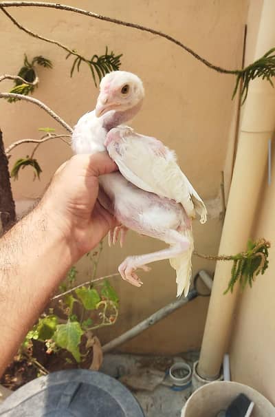 aseel chicks/aseel for sale/chicks for sale/aseel/chicks