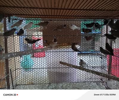 Euro finches and cages available