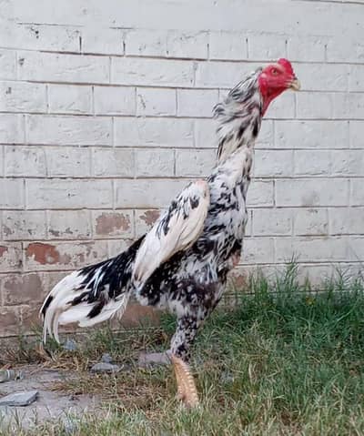 King Shamo pair & chicks