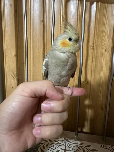 cocktiel parrot