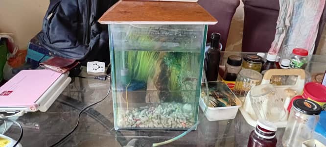 fish aquarium