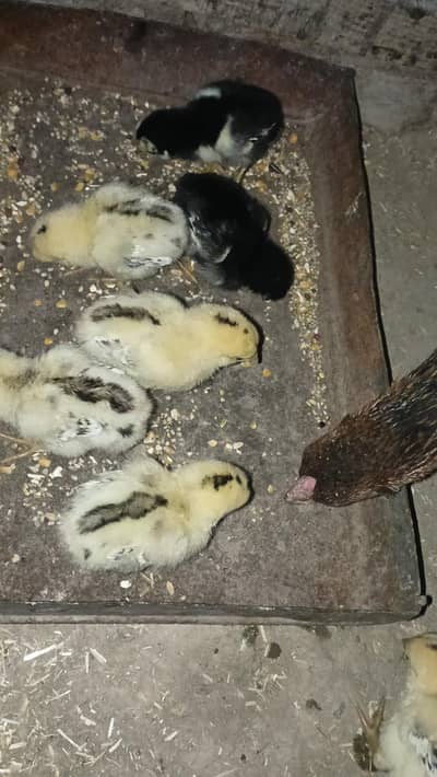 Bermi chicks | Bermi| Burmi chick | Burmi | Chick| chicks Bermi|